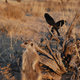 Image for article titled African Bird Steals Food by Stacking Lies Upon Lies